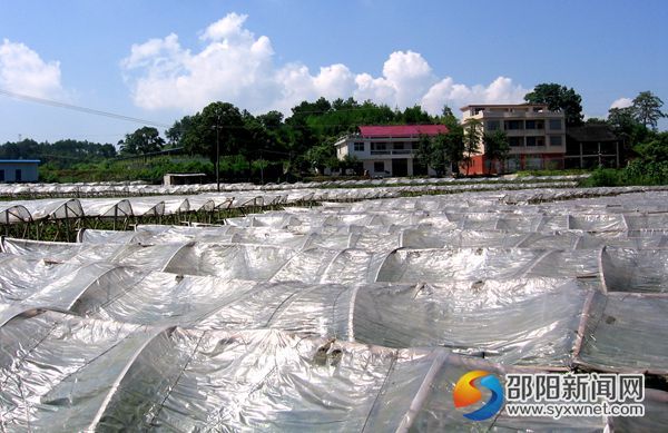 邵东玫瑰香葡萄农业专业合作社_副本