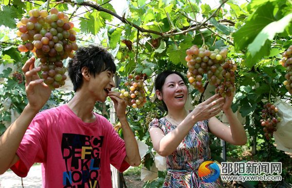游客在玫瑰香葡萄基地采摘品尝