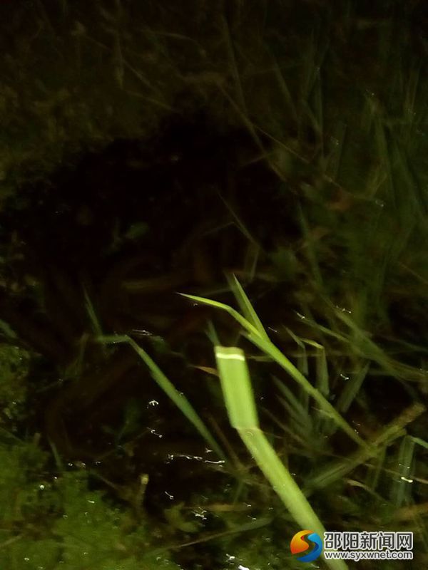 图为夜间正在吃食的黄鳝 (1)