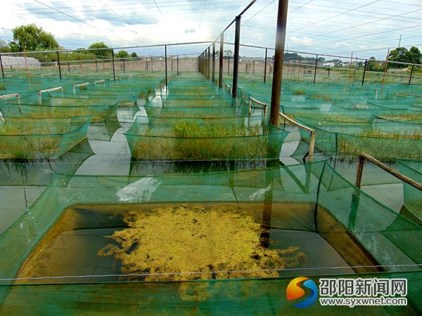 图为网箱养殖黄鳝基地
