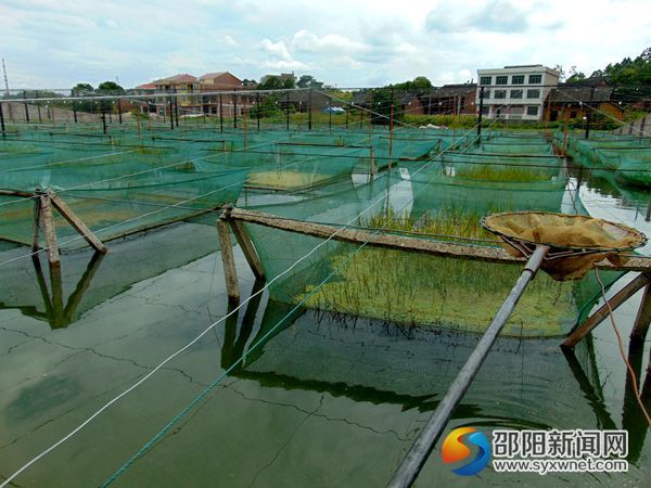 图为黄鳝网箱养殖基地一角