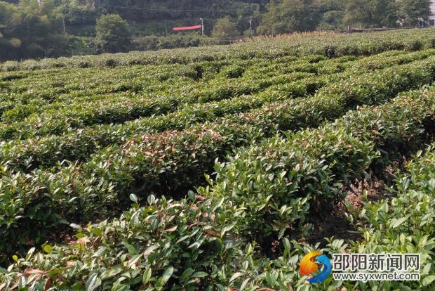 茶叶_副本