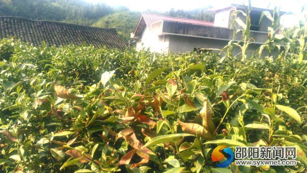 茶叶黄_副本
