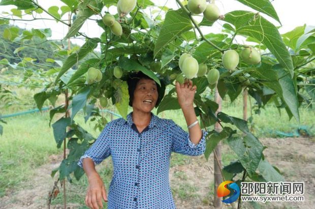 罗汉果1