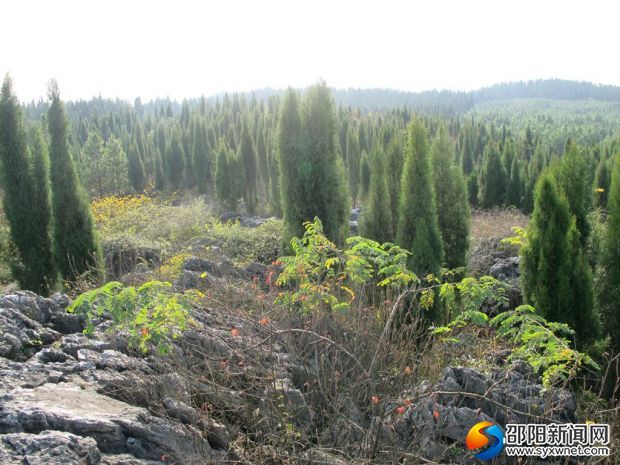 石漠化造林