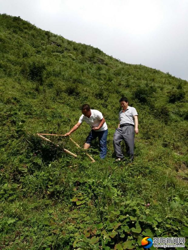 8月18日,城步畜牧局工作人员正在长安营镇进行草山监测野外作业。
