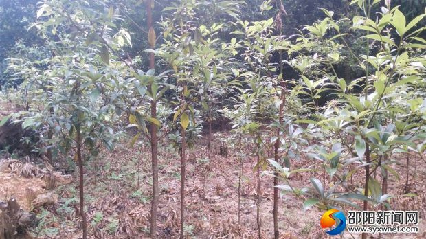 珍贵用材林-楠木 (2)