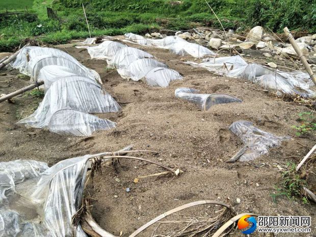 青柳源公司受灾育苗基地