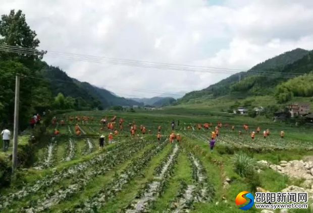 金树村高山红茄产业帮扶