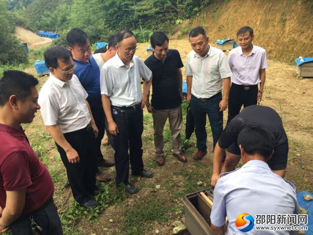 查看金童山村扶贫产业南山养蜂基地