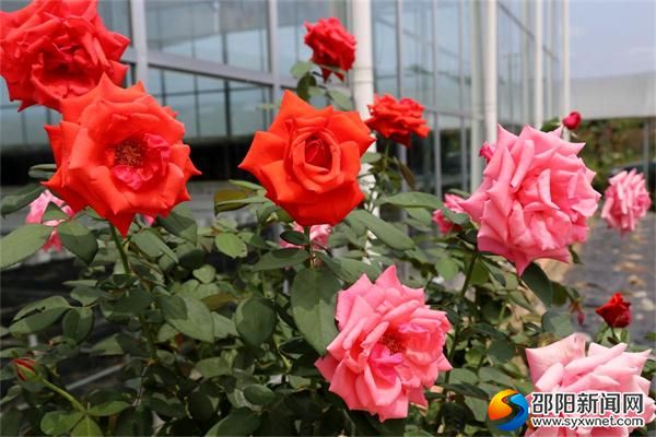 观赏花卉大棚