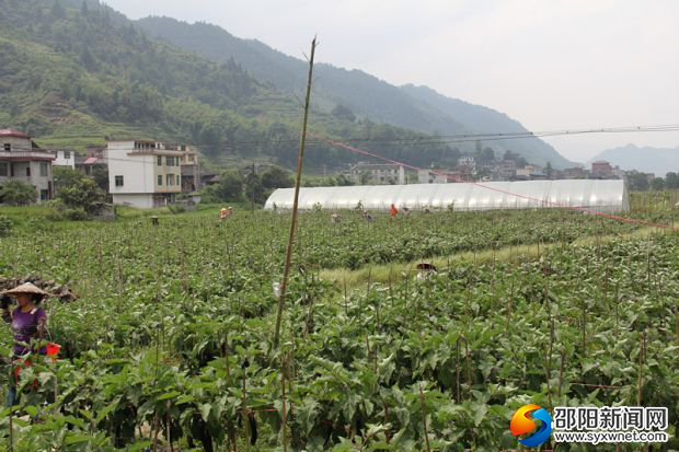 五团镇扶贫产业高山红茄种植基地