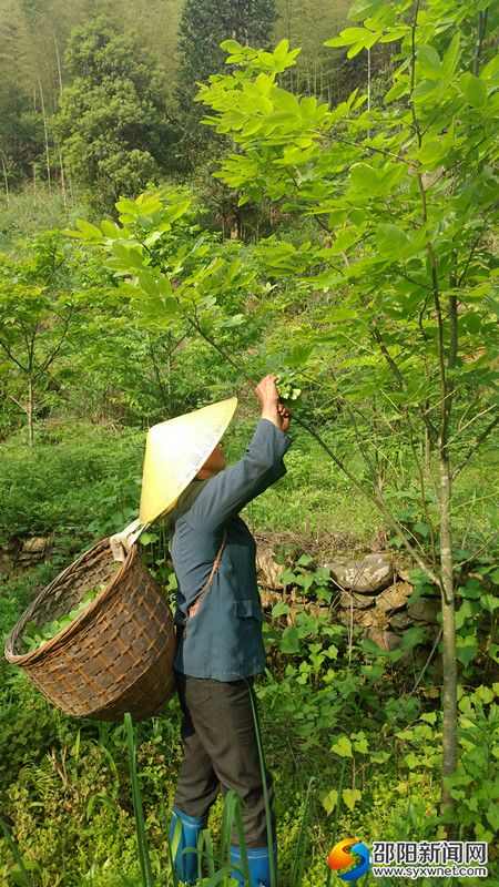 图为村民在采摘茶叶