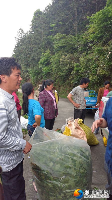 图为村民在排队称茶叶