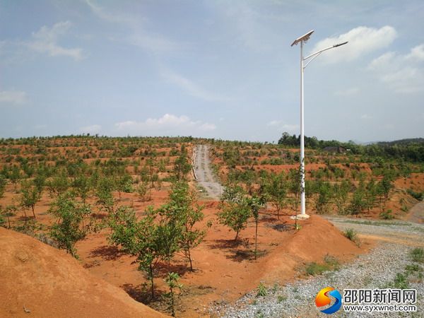 油茶树长势良好