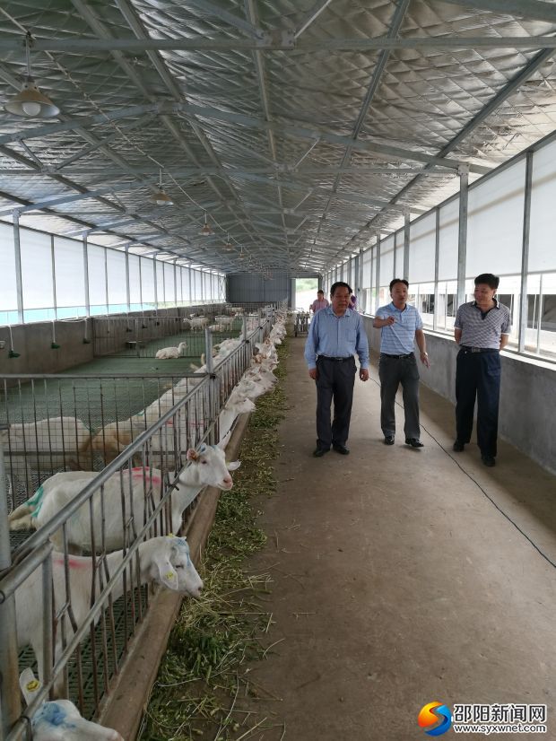 9月21日,邵阳市畜牧水产局局长欧阳祝萱一行调研城步羴牧奶山羊场。