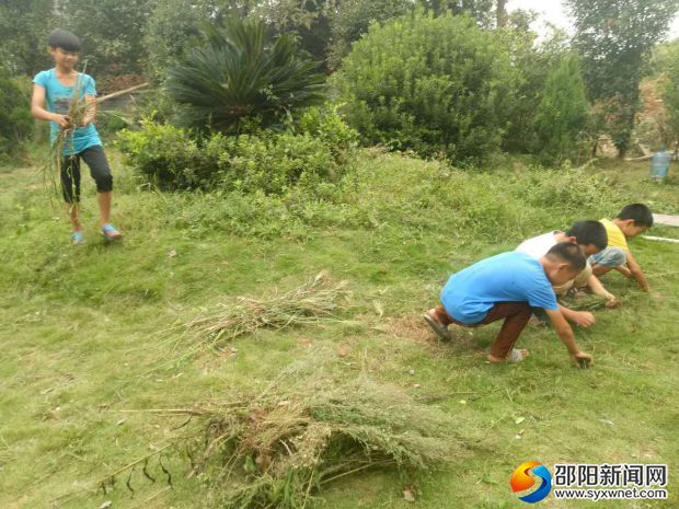 六年级学生在拔草