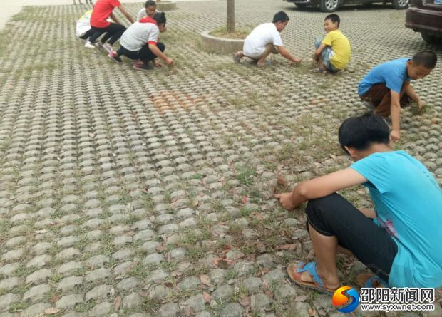 认真拔草的校园小能手