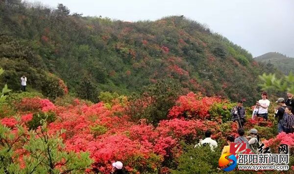 图为杜鹃花开游客来
