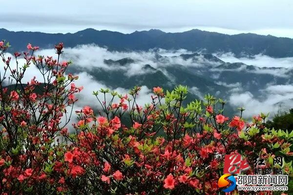 图为杜鹃花争奇斗艳