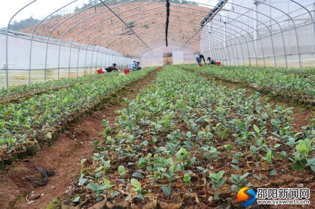 黄草坪林场工人在温室里培育油茶苗