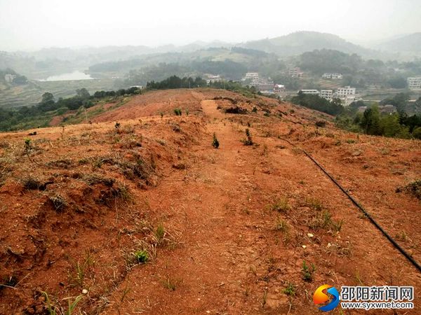 初具规模的桔子基地