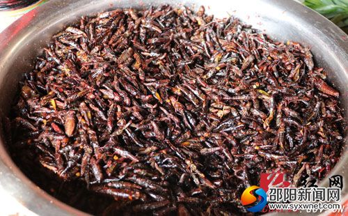 酒粑节美食“油炸蝗虫”。 (饶兴建摄)