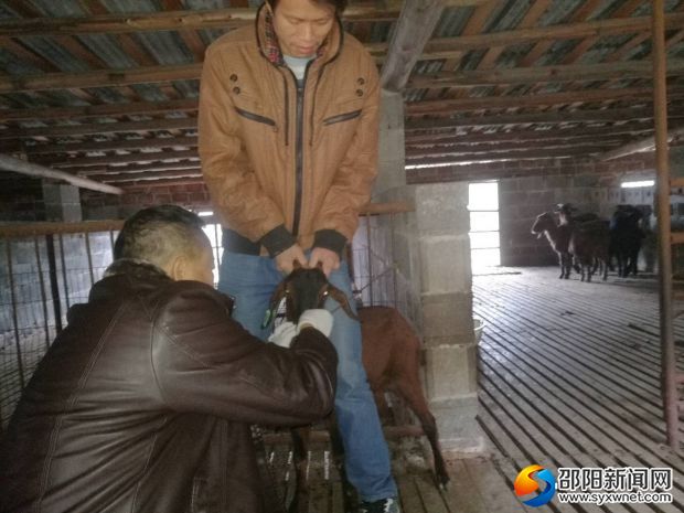 11月23日，城步县兽医局工作人员正在对羊只进行血清采样。
