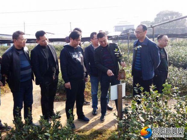副县长奉锡样(左三)在油茶育苗基地考察