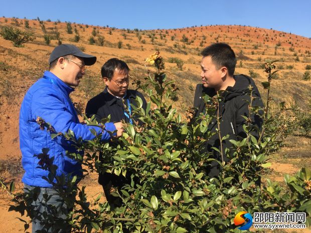 驻村帮扶工作队在油茶基地查看茶树长势。