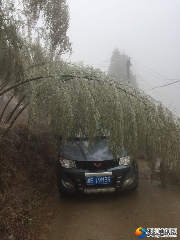 (图为太芝庙镇雨雪天气冰冻楠竹“低头”情景)
