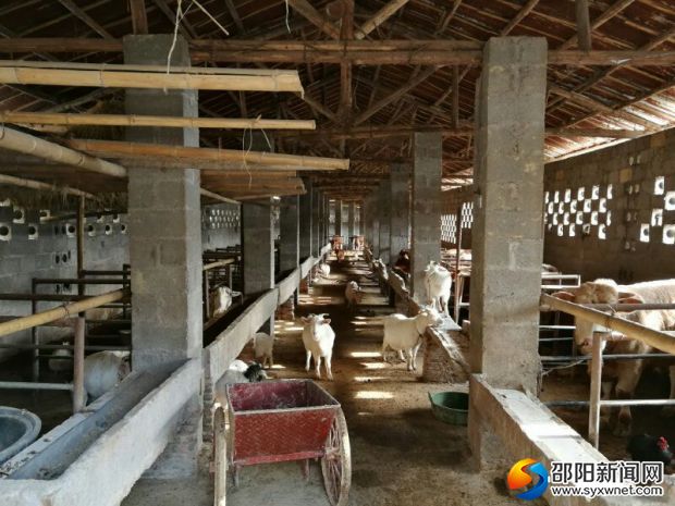 规模养羊场