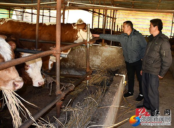 村支书唐荣(右二)与该社负责人探讨肉牛养殖技术