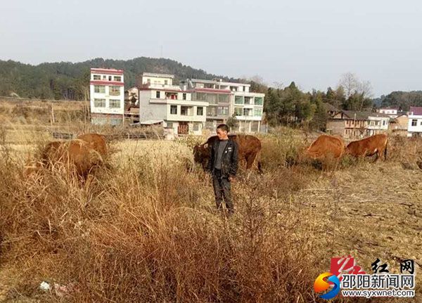 贫困户孙水利在放养湘西黄牛