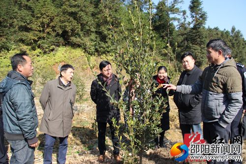 　　李成钢一行实地考察白毛坪村油茶林基地