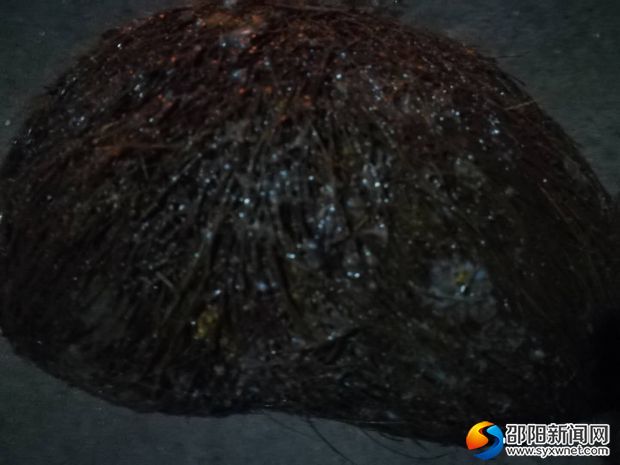 (图为疑似猪砂的块状物)