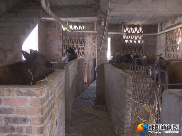 贫困户谢洪武养牛场
