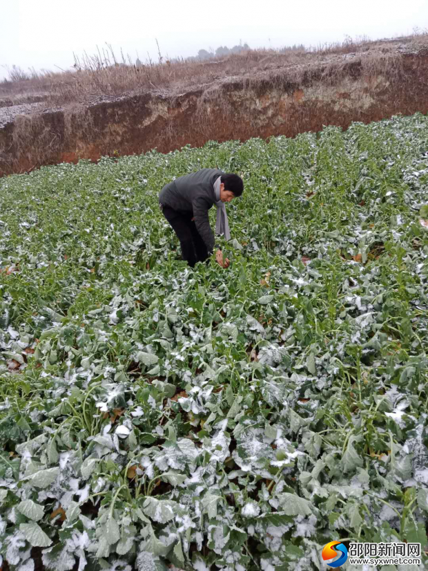 农技人员查看蔬菜受灾情况