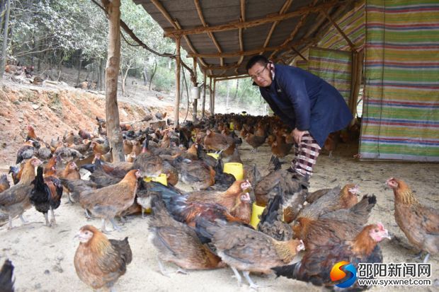 杨小毛正在喂养仔鸡