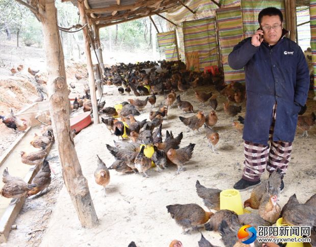 杨小毛正在接电话购鸡订单