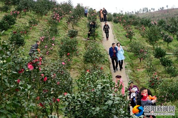 八方游客游览茶花园