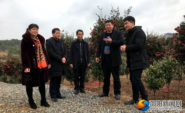 邵东县仙槎桥镇青山村党委书记郭海同(右二)一行规划茶花产业发展前景