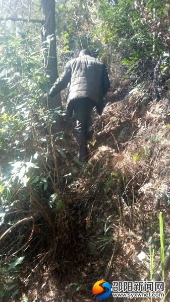 进山里查看苗木种植、成活情况
