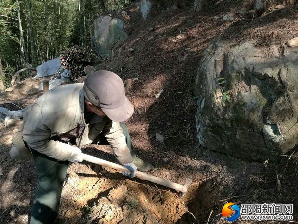 扶贫对象在挖苗坑