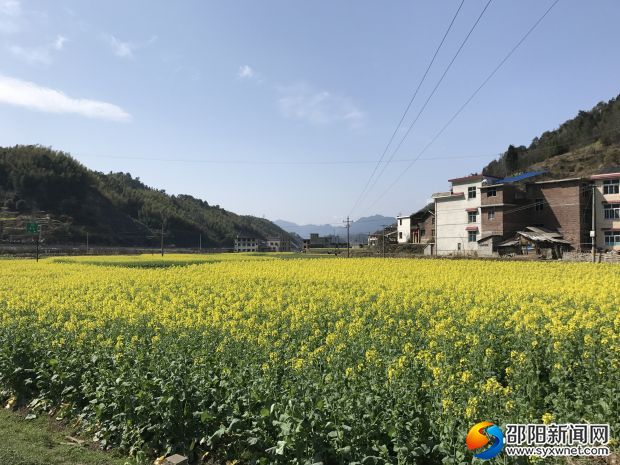 铺头油菜花