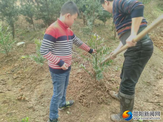 我和爸爸一起种下小树苗