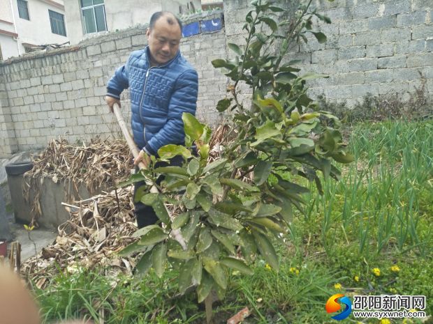 老师为老树苗施肥