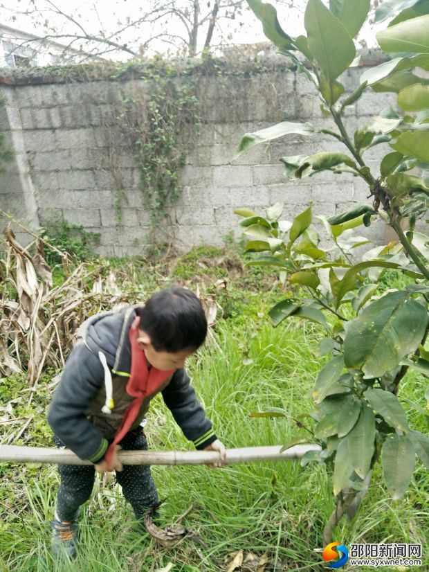 学生为老树苗除草