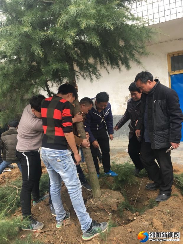 学校师生正在栽种树木
