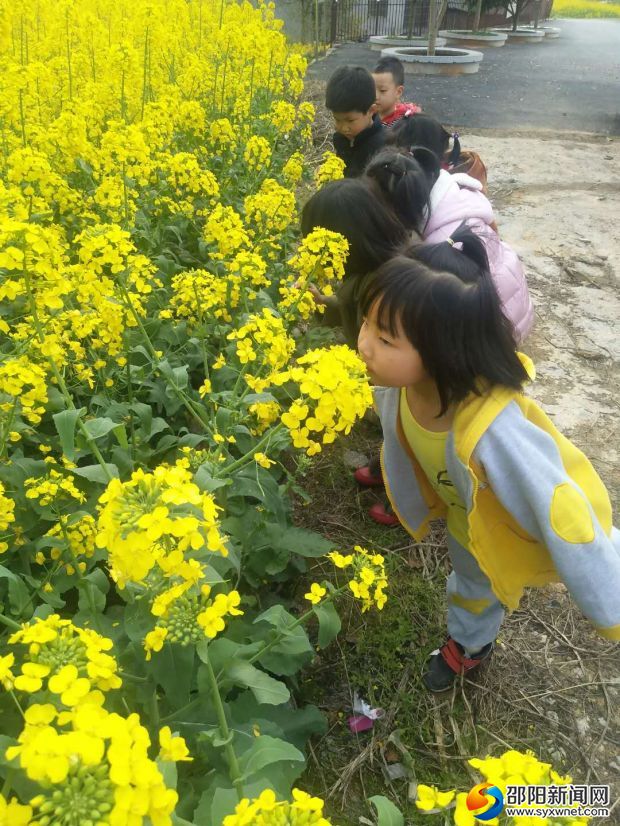 小朋友们小心翼翼的嗅闻油菜花香
